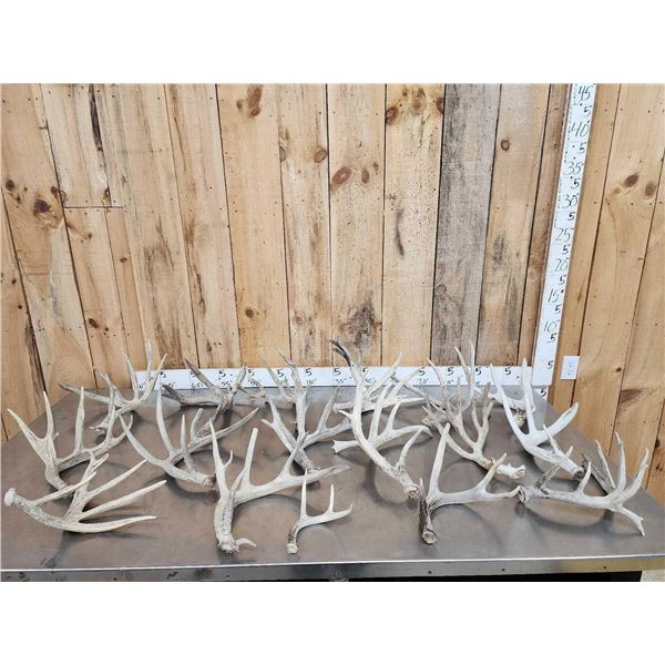 24.5 Lbs Of Whitetail Shed Antlers