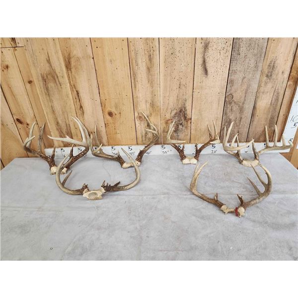 6 Sets Of Whitetail Antlers On Skull Plate