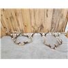 Image 1 : 6 Sets Of Whitetail Antlers On Skull Plate
