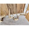 Image 2 : 6 Sets Of Whitetail Antlers On Skull Plate