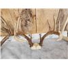 Image 3 : 6 Sets Of Whitetail Antlers On Skull Plate
