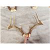 Image 4 : 6 Sets Of Whitetail Antlers On Skull Plate