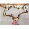 Image 5 : 6 Sets Of Whitetail Antlers On Skull Plate