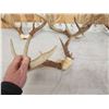 Image 6 : 6 Sets Of Whitetail Antlers On Skull Plate