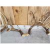 Image 7 : 6 Sets Of Whitetail Antlers On Skull Plate