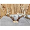 Image 8 : 6 Sets Of Whitetail Antlers On Skull Plate