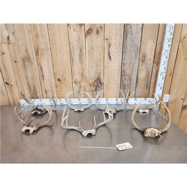 7 Sets Of Whitetail Antlers On Skull Plate