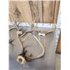 Image 2 : 7 Sets Of Whitetail Antlers On Skull Plate