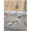 Image 3 : 7 Sets Of Whitetail Antlers On Skull Plate