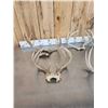 Image 5 : 7 Sets Of Whitetail Antlers On Skull Plate