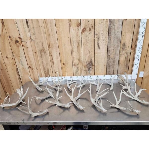 19.6 Lbs Of Whitetail Shed Antlers