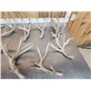 Image 2 : 19.6 Lbs Of Whitetail Shed Antlers