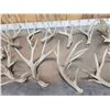Image 3 : 19.6 Lbs Of Whitetail Shed Antlers