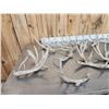 Image 5 : 19.6 Lbs Of Whitetail Shed Antlers