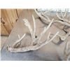 Image 6 : 19.6 Lbs Of Whitetail Shed Antlers