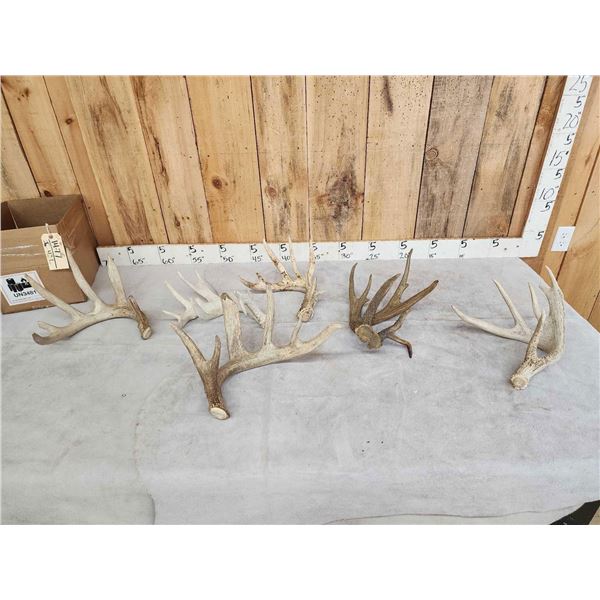 12.2 Lbs Of Whitetail Shed Antlers