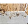 Image 1 : 12.2 Lbs Of Whitetail Shed Antlers