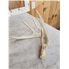 Image 2 : 12.2 Lbs Of Whitetail Shed Antlers
