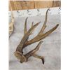Image 3 : 12.2 Lbs Of Whitetail Shed Antlers