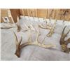 Image 4 : 12.2 Lbs Of Whitetail Shed Antlers