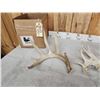 Image 5 : 12.2 Lbs Of Whitetail Shed Antlers