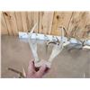 Image 10 : 7 Sets Of Freak Nontypical Whitetail Antlers On Skull Plate
