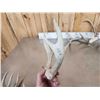 Image 11 : 7 Sets Of Freak Nontypical Whitetail Antlers On Skull Plate