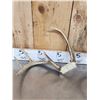 Image 12 : 7 Sets Of Freak Nontypical Whitetail Antlers On Skull Plate