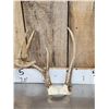 Image 13 : 7 Sets Of Freak Nontypical Whitetail Antlers On Skull Plate