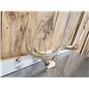 Image 15 : 7 Sets Of Freak Nontypical Whitetail Antlers On Skull Plate