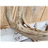 Image 16 : 7 Sets Of Freak Nontypical Whitetail Antlers On Skull Plate