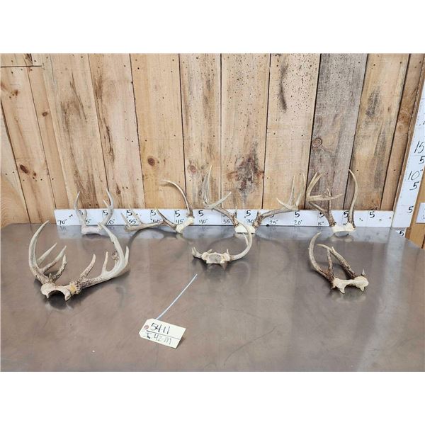 7 Sets Of Freak Nontypical Whitetail Antlers On Skull Plate