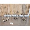 Image 1 : 7 Sets Of Freak Nontypical Whitetail Antlers On Skull Plate
