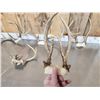 Image 2 : 7 Sets Of Freak Nontypical Whitetail Antlers On Skull Plate