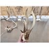 Image 3 : 7 Sets Of Freak Nontypical Whitetail Antlers On Skull Plate