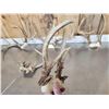 Image 4 : 7 Sets Of Freak Nontypical Whitetail Antlers On Skull Plate