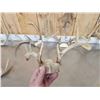 Image 6 : 7 Sets Of Freak Nontypical Whitetail Antlers On Skull Plate