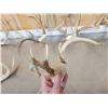 Image 7 : 7 Sets Of Freak Nontypical Whitetail Antlers On Skull Plate