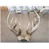 Image 8 : 7 Sets Of Freak Nontypical Whitetail Antlers On Skull Plate
