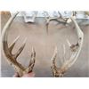 Image 9 : 7 Sets Of Freak Nontypical Whitetail Antlers On Skull Plate