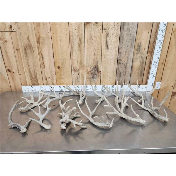 16.2 Lbs Of Whitetail Shed Antlers
