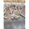 Image 3 : 16.2 Lbs Of Whitetail Shed Antlers