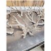 Image 4 : 16.2 Lbs Of Whitetail Shed Antlers