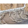 Image 5 : 16.2 Lbs Of Whitetail Shed Antlers