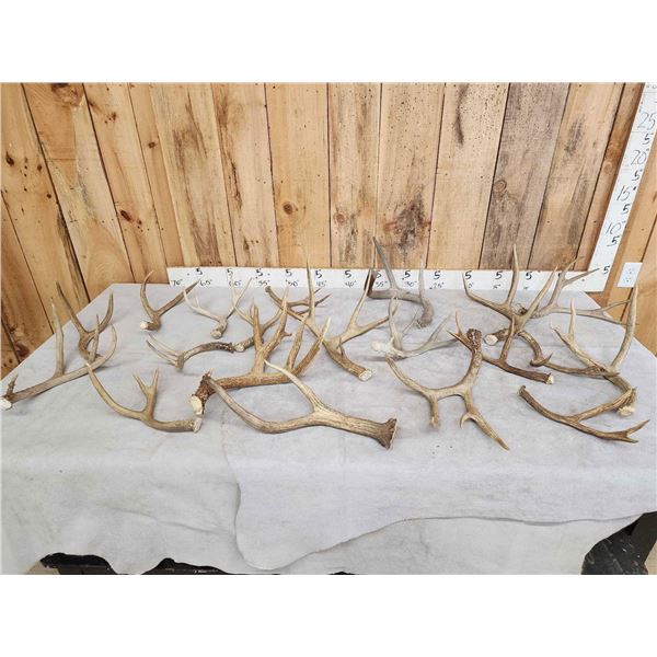 17 Lbs of Mule Deer Antlers
