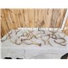 Image 1 : 17 Lbs of Mule Deer Antlers