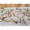 Image 3 : 17 Lbs of Mule Deer Antlers