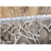 Image 5 : 34.6  Lbs Of Gnarly Nontypical Whitetail Shed Antlers