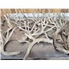 Image 6 : 34.6  Lbs Of Gnarly Nontypical Whitetail Shed Antlers