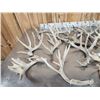 Image 8 : 34.6  Lbs Of Gnarly Nontypical Whitetail Shed Antlers
